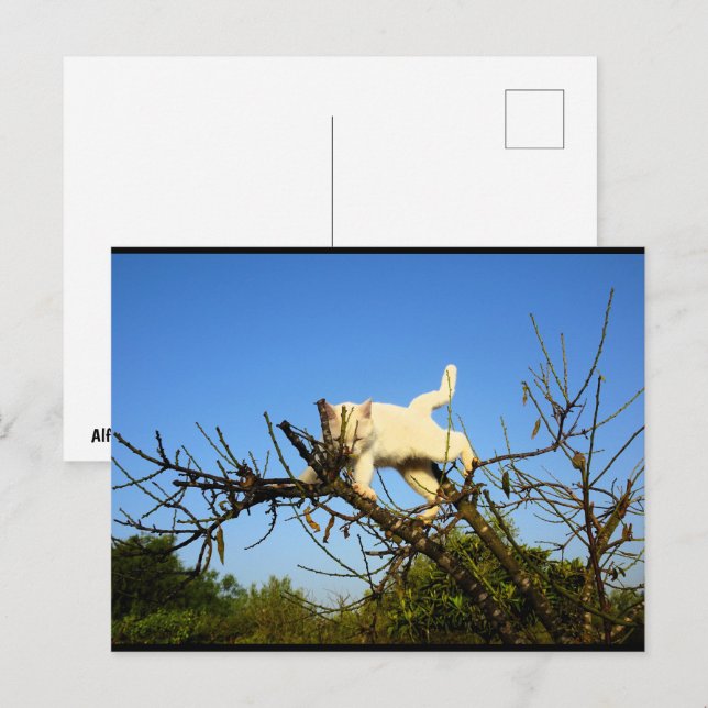 Postal Gatito blanco torpe en almendro (Anverso / Reverso)