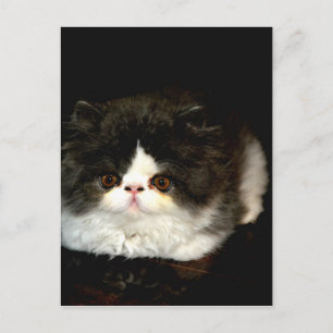 Postal Gatito blanco y negro