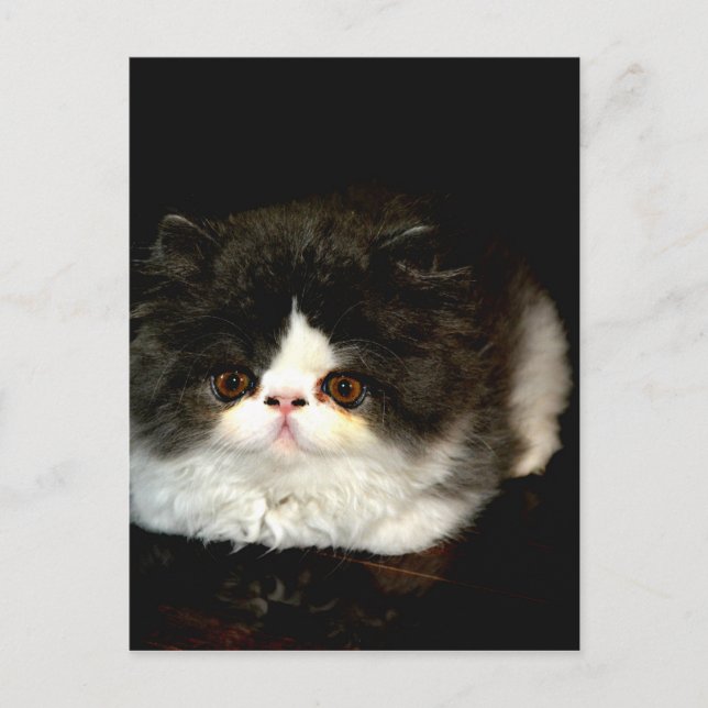 Postal Gatito blanco y negro (Anverso)