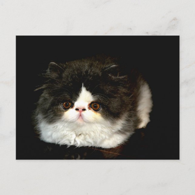 Postal Gatito blanco y negro (Anverso)