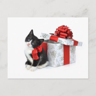 Postal Gatito blanco y negro con caja de regalo