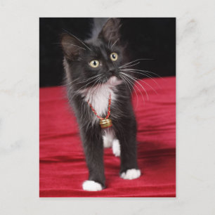 Postal Gatito blanco y negro de pelo corto, 2 meses y med