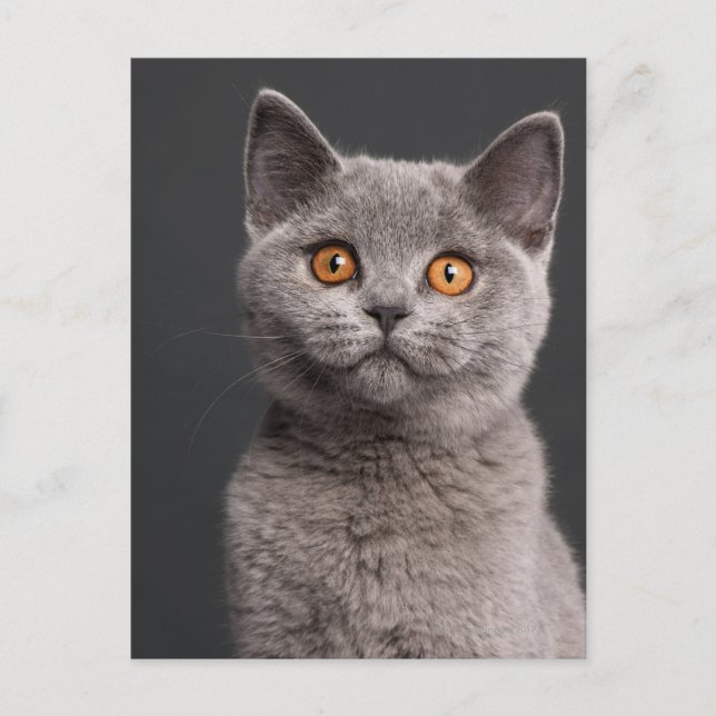 Postal Gatito británico de Shorthair (3 meses) (Anverso)