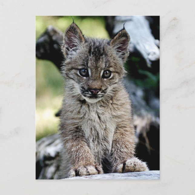 Postal Gatito canadiense del lince (Anverso)