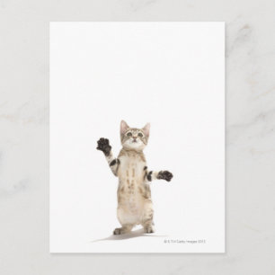 Postal Gatito con fondo blanco