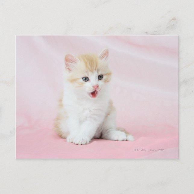 Postal Gatito con fondo rosado (Anverso)