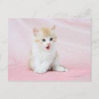 Gatito con fondo rosado