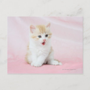 Postal Gatito con fondo rosado