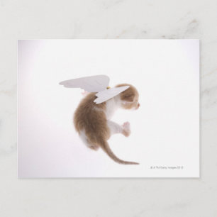 Postal Gatito con las alas de ángel fijadas hacia atrás, 