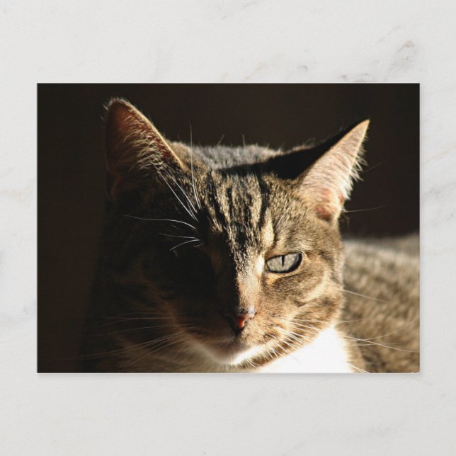 Postal Gatito con sombra (Anverso)