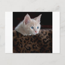 Gatito crema con hermosos ojos azules