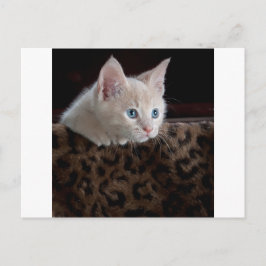 Postal Gatito crema con hermosos ojos azules