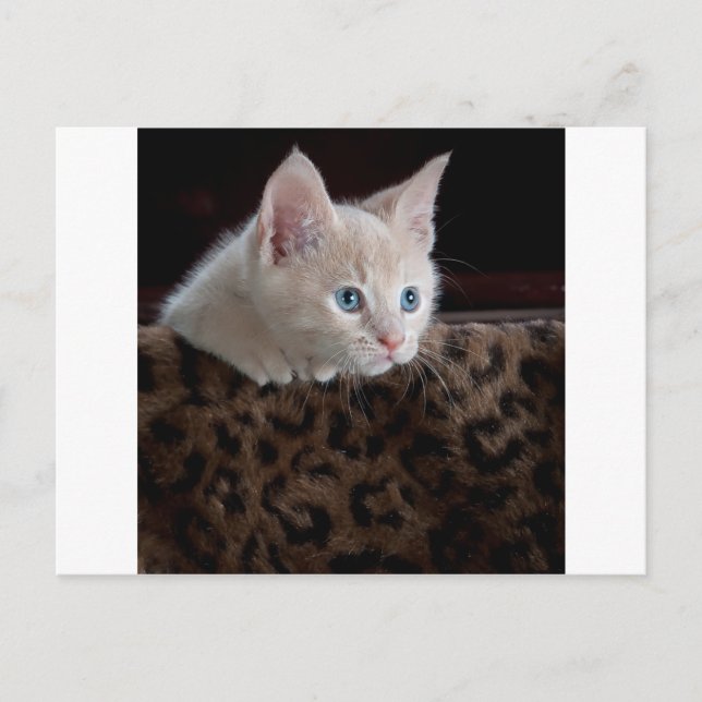 Postal Gatito crema con hermosos ojos azules (Anverso)