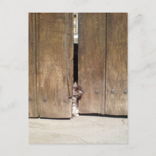 Postal Gatito curioso