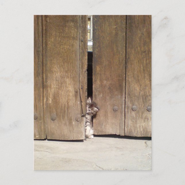 Postal Gatito curioso (Anverso)