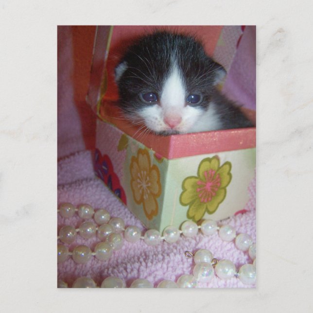 Postal gatito de 2 semanas (Anverso)