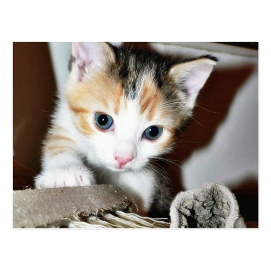 Postal Gatito de exploración