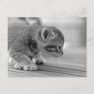 Postal Gatito de Gruta