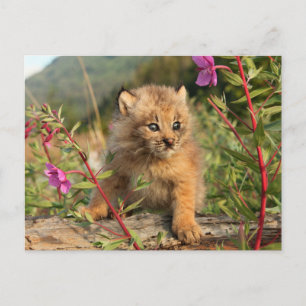 Postal Gatito de lince canadiense, Alaska