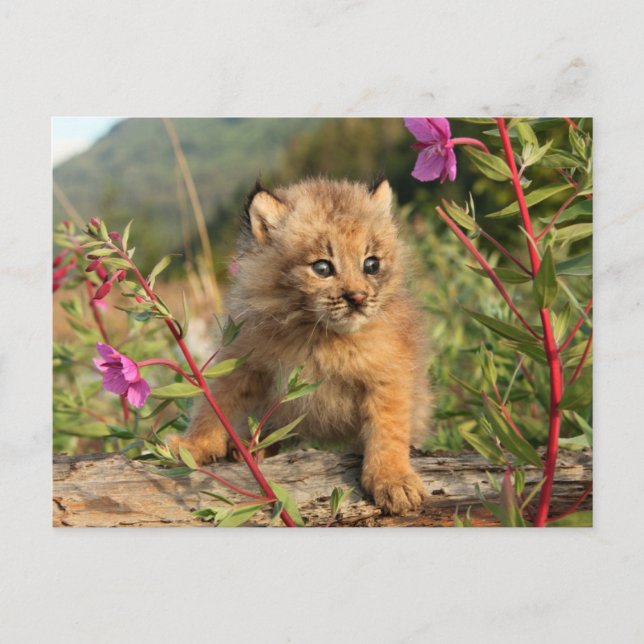Postal Gatito de lince canadiense, Alaska (Anverso)