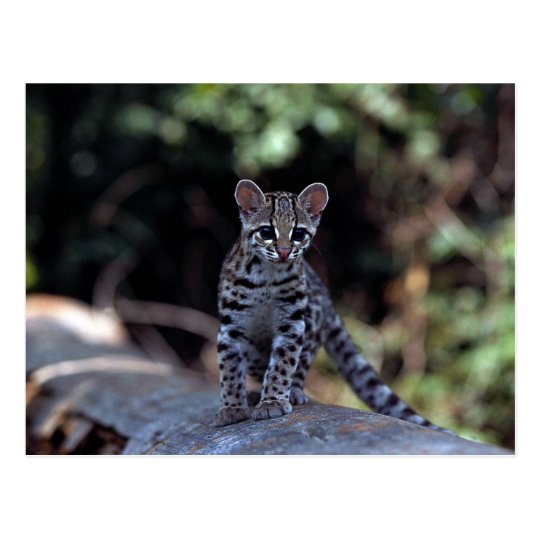 Postal Gatito de Margay (wiedi del Felis) en árbol
