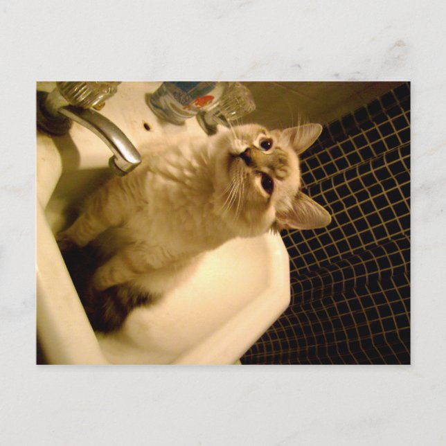 Postal gatito de mezcla siamesa (Anverso)