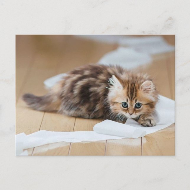 Postal Gatito de papel (Anverso)