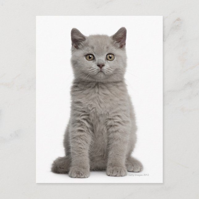 Postal Gatito de Shorthair británico (10 semanas de edad) (Anverso)