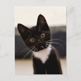 Postal Gatito De Tuxedo Blanco Y Negro