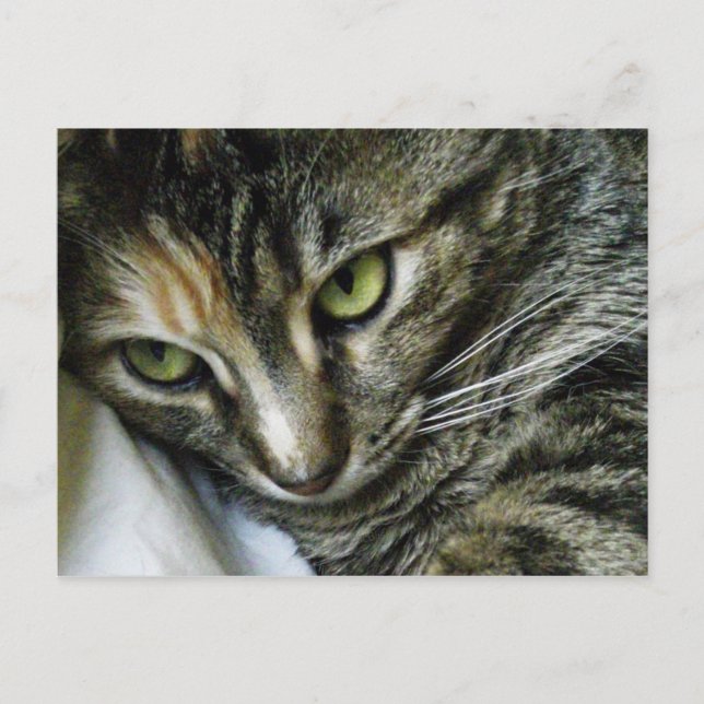 Postal Gatito del zen (Anverso)