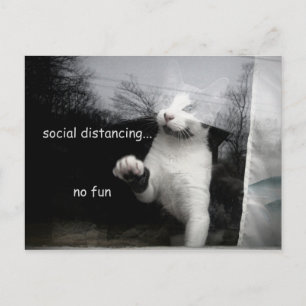Postal Gatito distante social