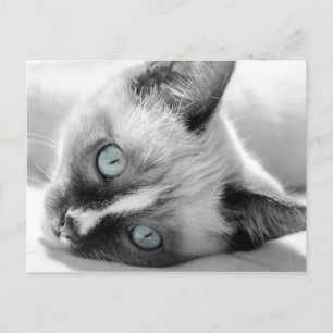 Postal Gatito dulce con ojos azules