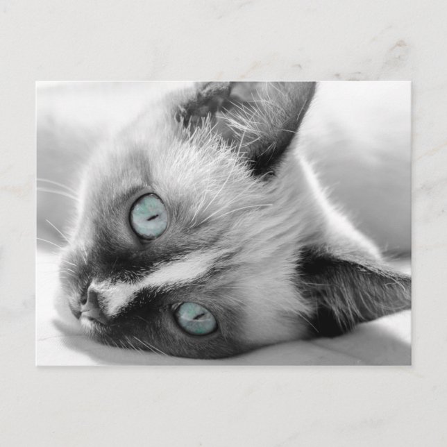 Postal Gatito dulce con ojos azules (Anverso)