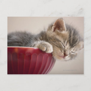 Postal Gatito durmiendo en un tazón