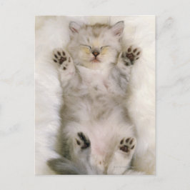 Postal Gatito durmiendo en una alfombra blanca esponjosa,