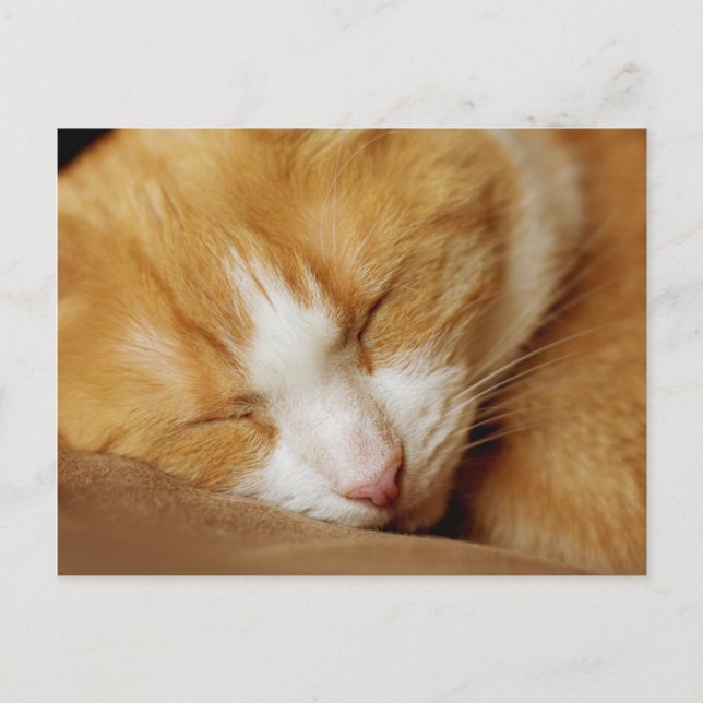 Postal Gatito durmiente (Anverso)
