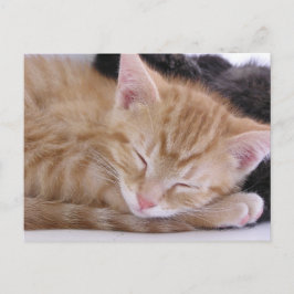 Postal Gatito el dormir