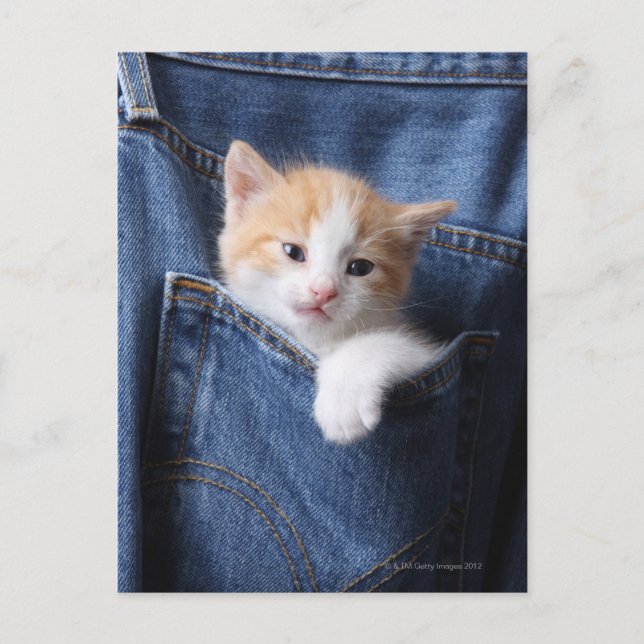 Postal gatito en bolsa de jeans (Anverso)