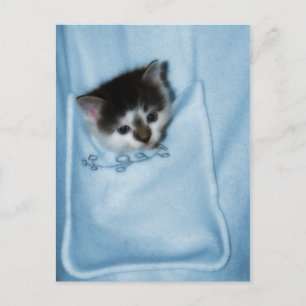 Postal Gatito en el bolsillo