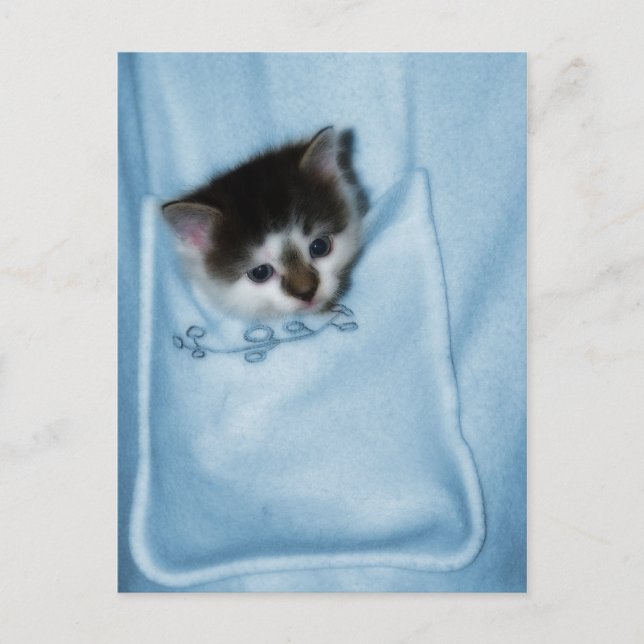 Postal Gatito en el bolsillo (Anverso)
