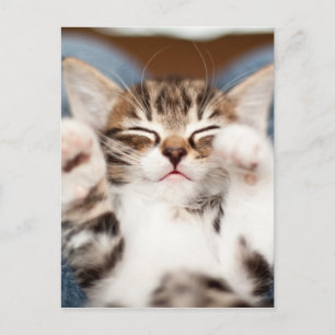 Postal Gatito en mi revestimiento