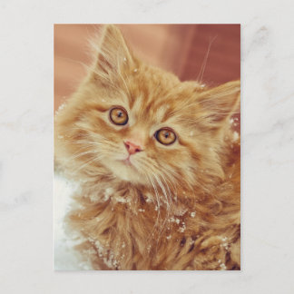 Postal Gatito en Nieve