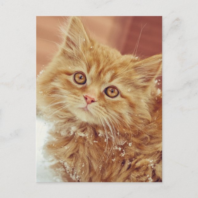 Postal Gatito en Nieve (Anverso)