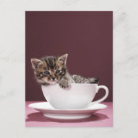 Gatito en taza y platillo