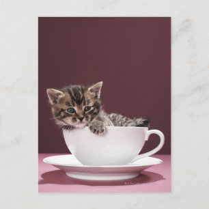 Postal Gatito en taza y platillo