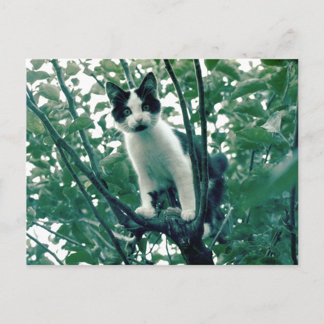 Postal Gatito en un árbol de manzanas (Anverso)