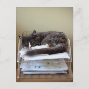 Postal Gatito en una oficina en la caja