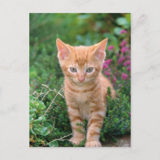 Postal Gatito encantador 7