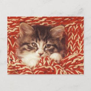 Postal Gatito envuelto en una manta de lana, cerca