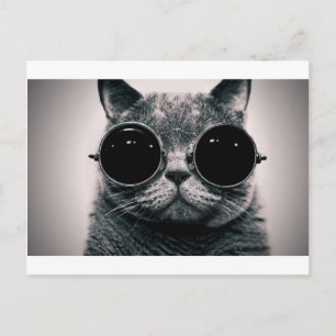 Postal gatito fresco kool kat con matices